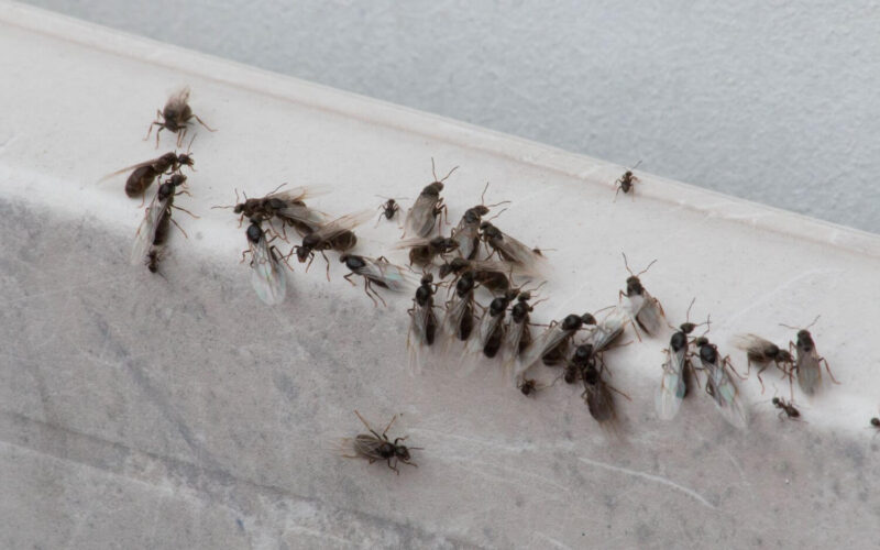 How to get rid of flying ants