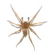 How to get rid of hobo spider