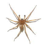 How to get rid of hobo spider