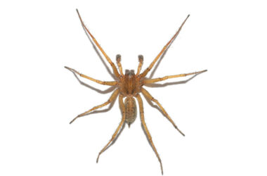 How to get rid of hobo spider