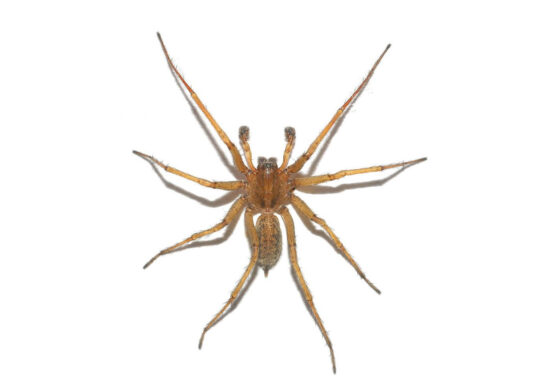 How to get rid of hobo spider