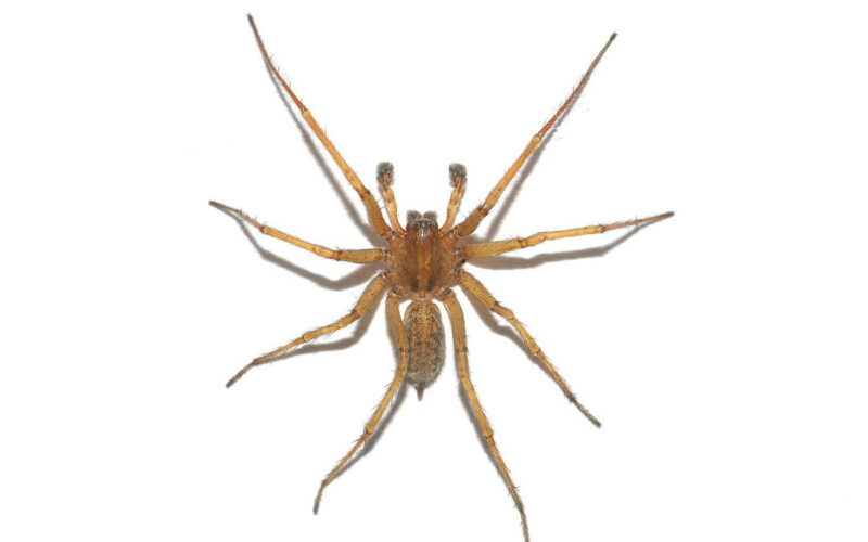 How to get rid of hobo spider
