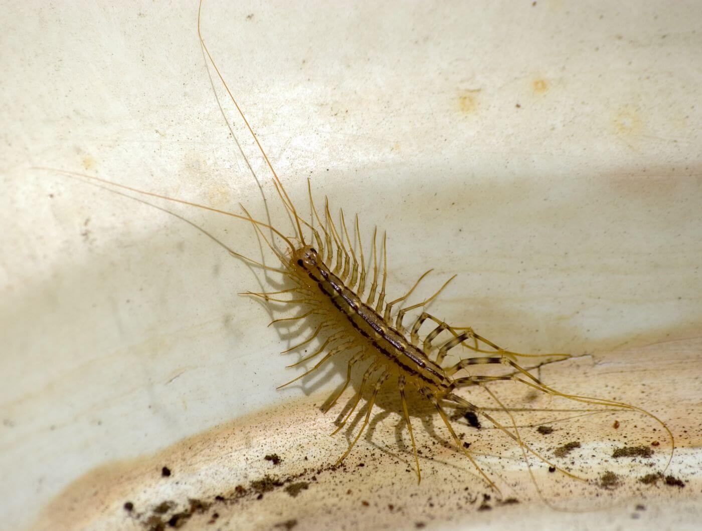 How to get rid of house centipedes