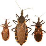 How to get rid of kissing bugs