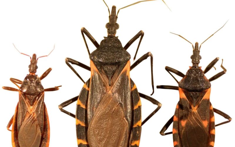 How to get rid of kissing bugs