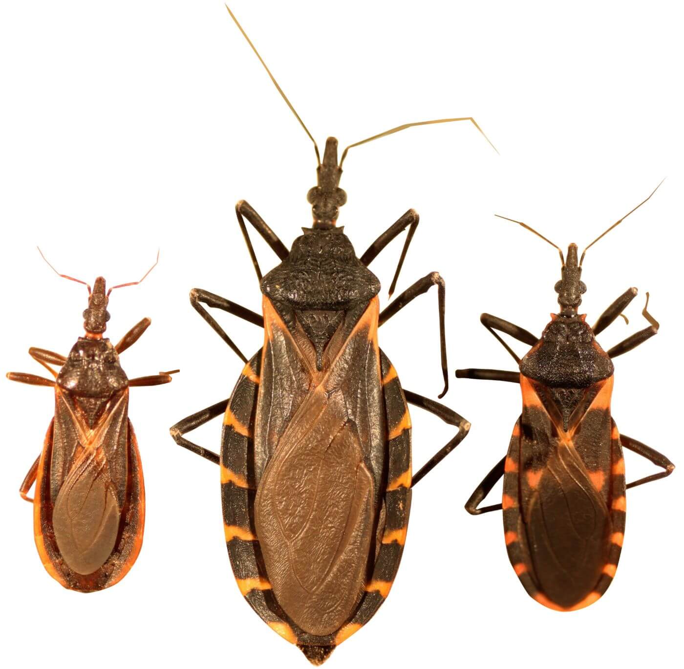 How to get rid of kissing bugs