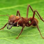 How to get rid of leaf cutter ants