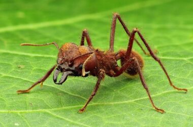How to get rid of leaf cutter ants