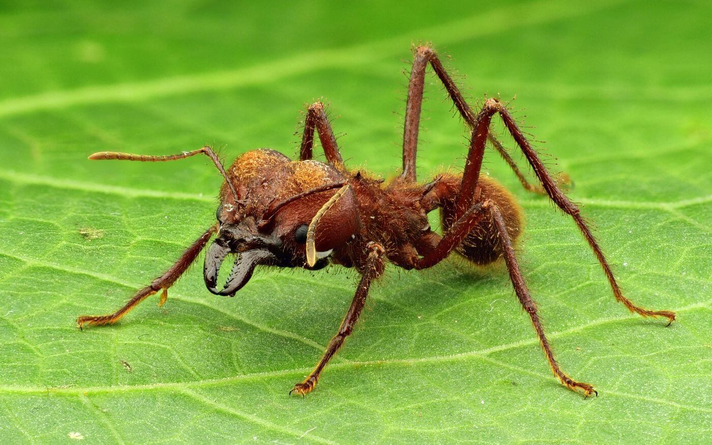 How to get rid of leaf cutter ants