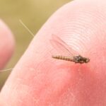 How to get rid of mayflies