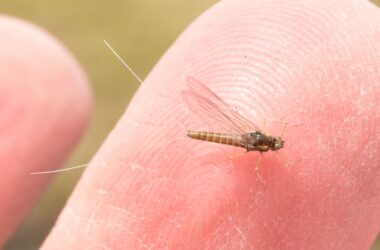 How to get rid of mayflies