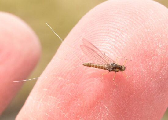 How to get rid of mayflies