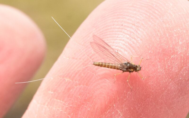 How to get rid of mayflies