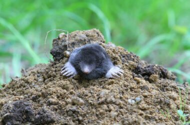 How to get rid of moles in your yard