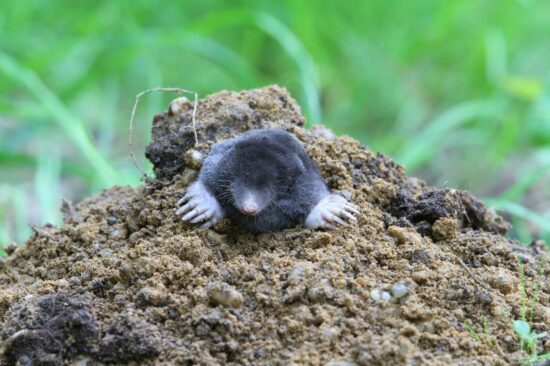 How to get rid of moles in your yard