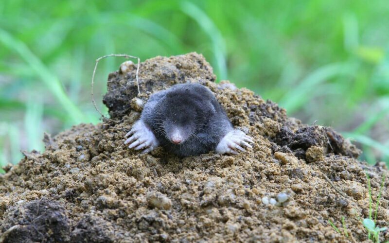 How to get rid of moles in your yard