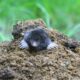 How to get rid of moles in your yard