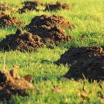 How to get rid of moles in your yard with boric acid