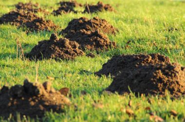 How to get rid of moles in your yard with boric acid