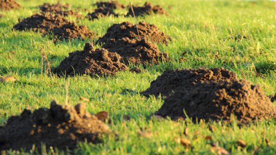 How to get rid of moles in your yard with boric acid