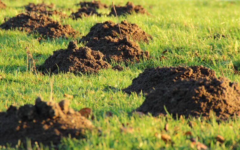 How to get rid of moles in your yard with boric acid