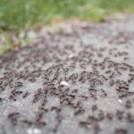 How to get rid of piss ants