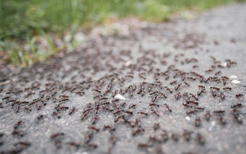 How to get rid of piss ants