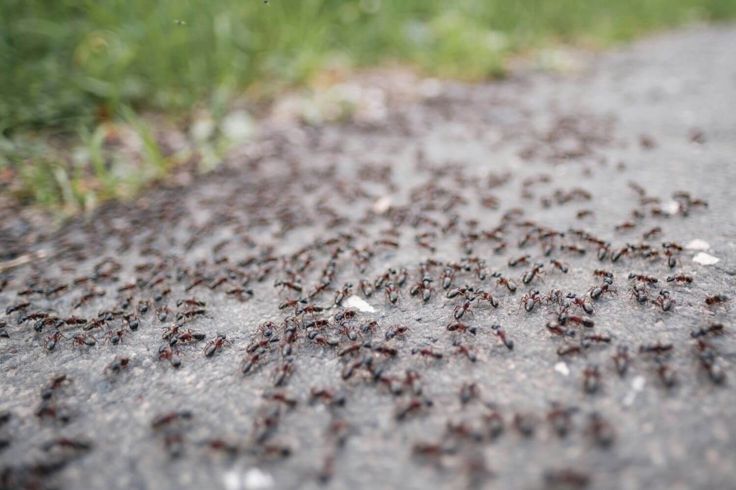 How to get rid of piss ants
