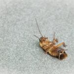 How to get rid of roaches with boric acid
