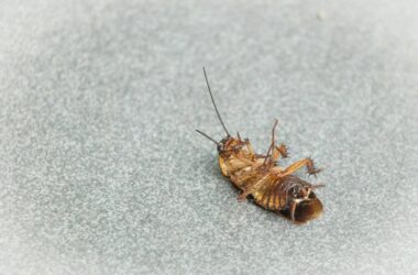 How to get rid of roaches with boric acid