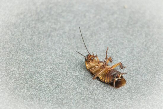How to get rid of roaches with boric acid