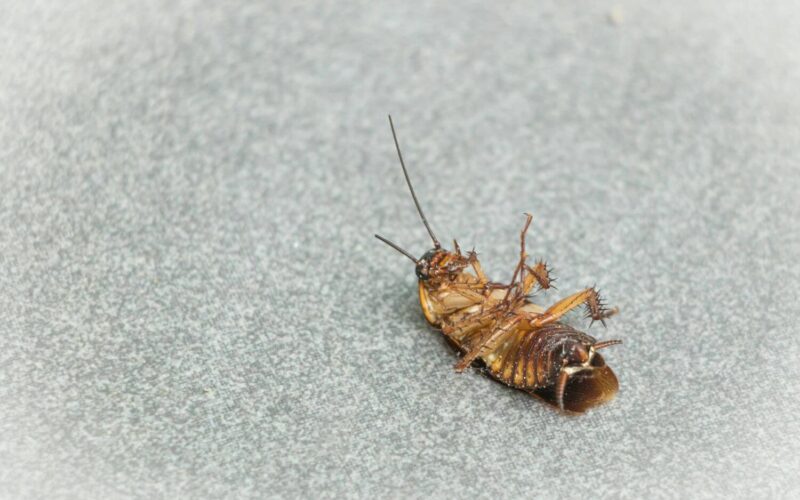 How to get rid of roaches with boric acid
