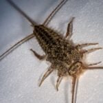 How to get rid of silverfish
