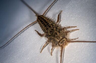 How to get rid of silverfish