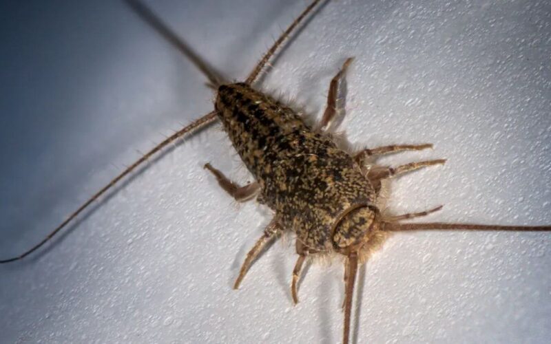 How to get rid of silverfish