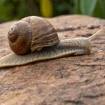 How to get rid of snails
