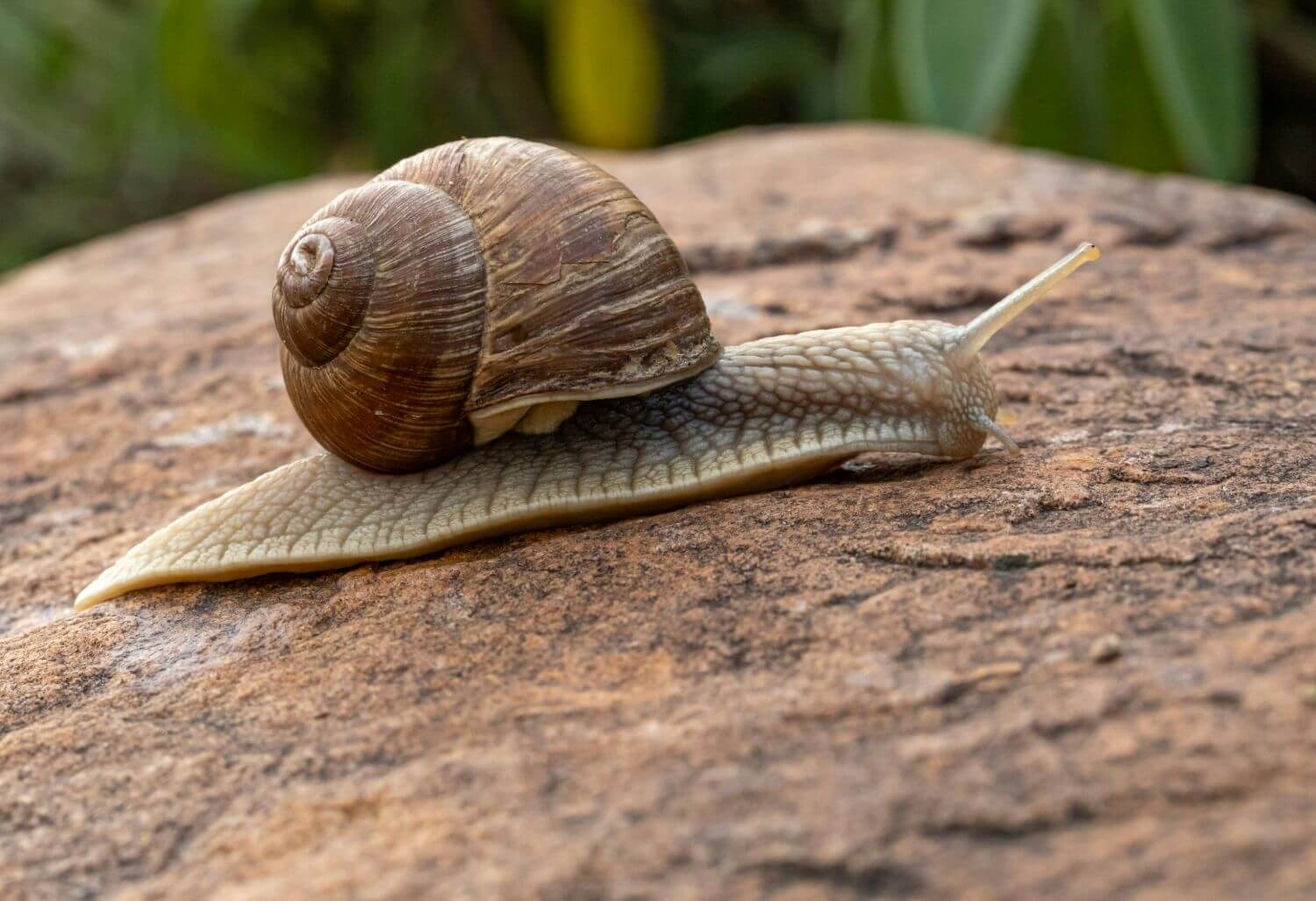 How to get rid of snails