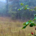 How To Get Rid Of Spider Webs How To Get Rid Of Spider Webs: 12 Effective Steps