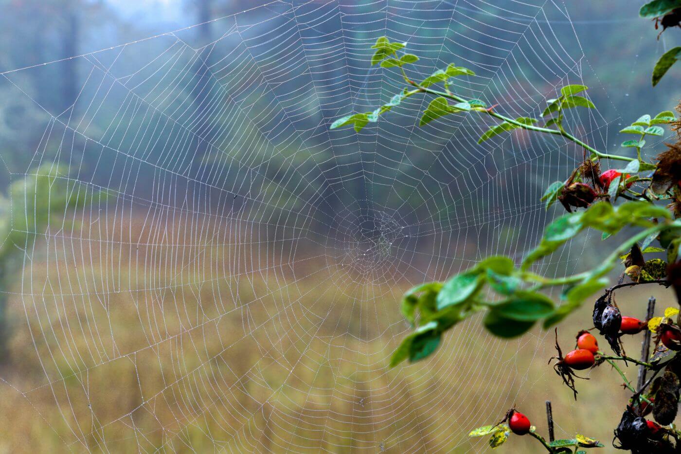 How To Get Rid Of Spider Webs How To Get Rid Of Spider Webs: 12 Effective Steps