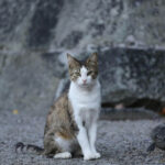 How to get rid of stray cats