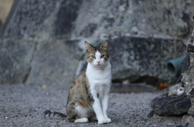 How to get rid of stray cats