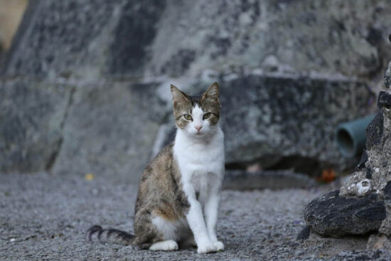 How to get rid of stray cats