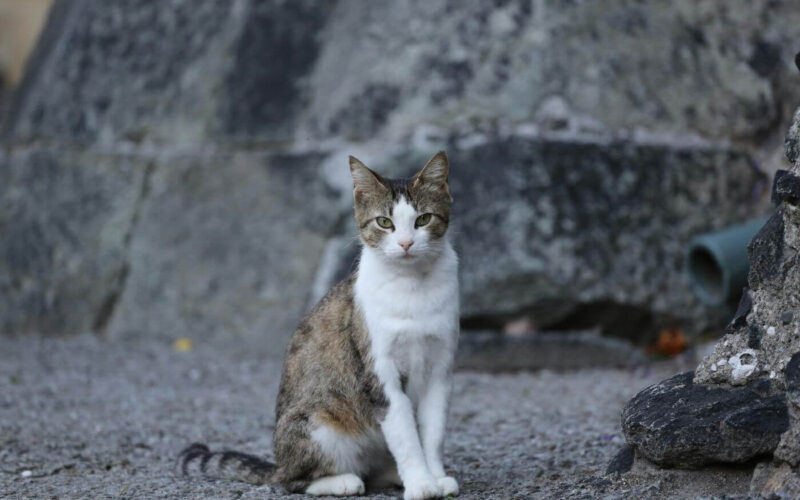 How to get rid of stray cats