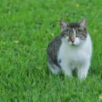 How to keep cats our of your yard