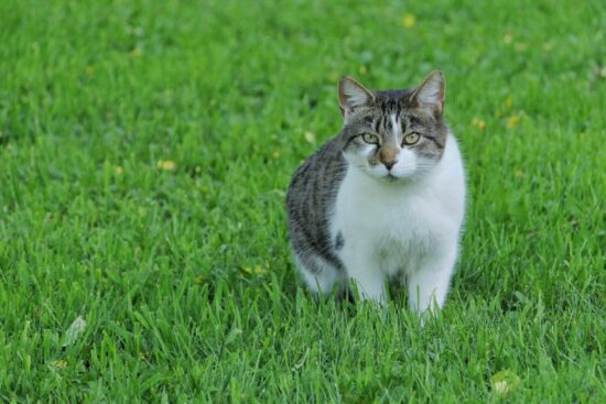 How to keep cats our of your yard