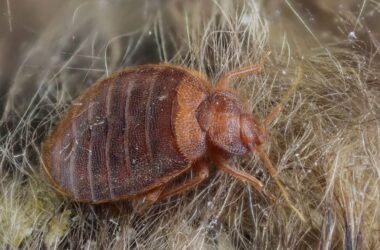 How to tell if you have bed bugs