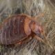 How to tell if you have bed bugs