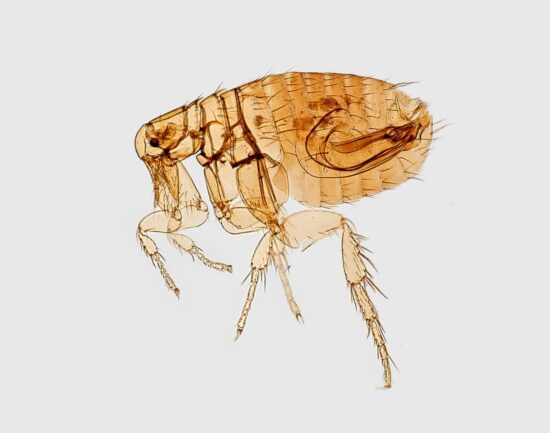 How to use apple cider vinegar for fleas