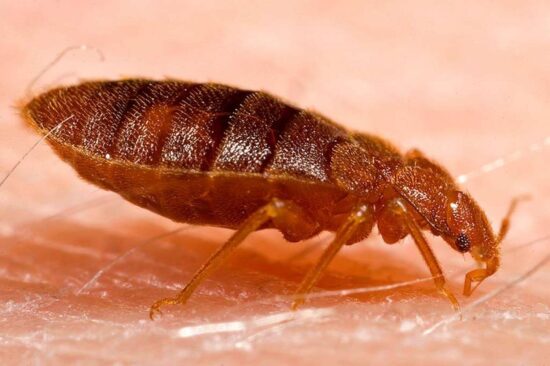 My apartment has bed bugs. What are my rights?