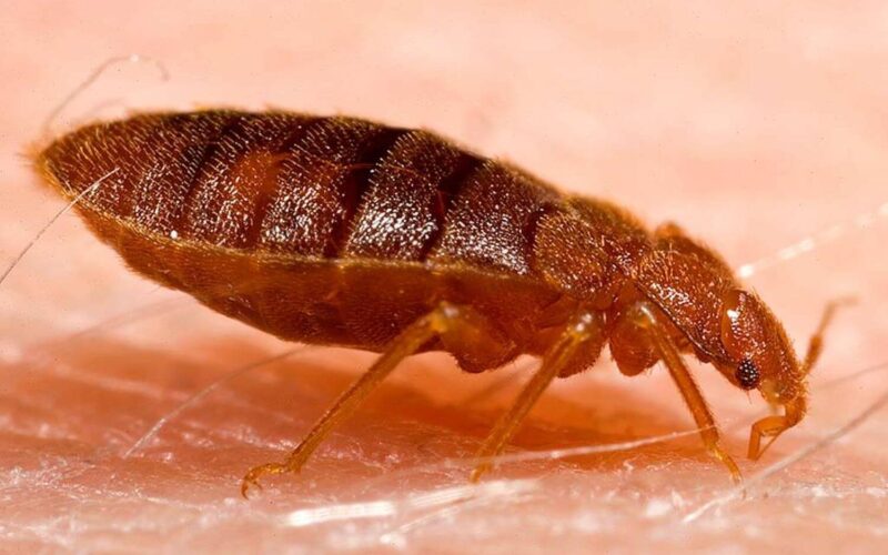 My apartment has bed bugs. What are my rights?